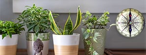 10 Plants You Need at Home for Good Luck - Don