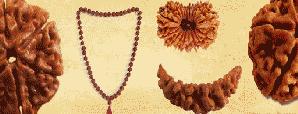 Know about Rudraksha beads Part- I by Pt. Umesh...