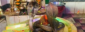 Nag Panchami 2024: Why Snakes Hold Sacred Status...