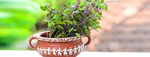 5 Magical Benefits And Things to Do for Tulsi That...