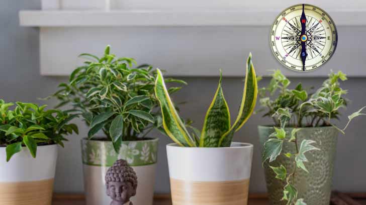 10 Plants You Need at Home for Good Luck Don t Miss Out