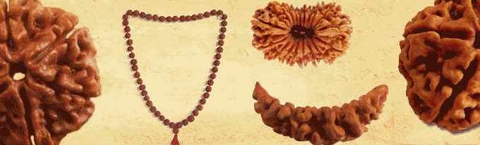Know about Rudraksha beads Part- I by Pt. Umesh Chandra Pant