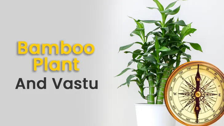 How Can the Bamboo Plant in Vastu Be Your Perfect Lucky Charm?