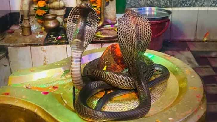 Nag Panchami 2024: Why Snakes Hold Sacred Status in This Festival?