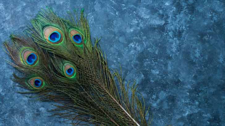 Transform Your Life with These Powerful Peacock Feather Remedies