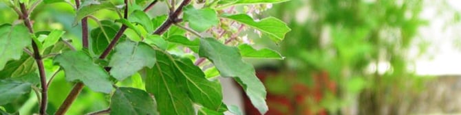 Significance of the Tulsi Plant