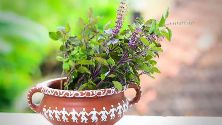 5 Magical Benefits And Things to Do for Tulsi That You Aren’t Aware of