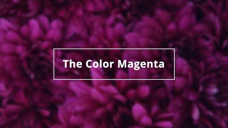 The Color Magenta