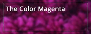 The Color Magenta
