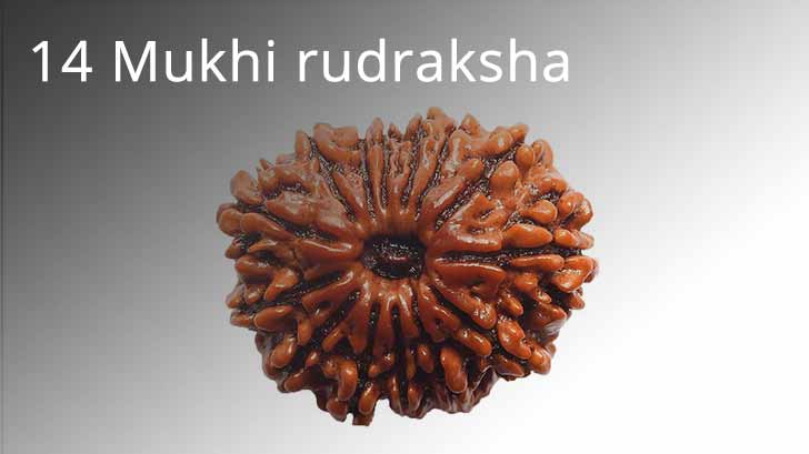 14 Mukhi rudraksha