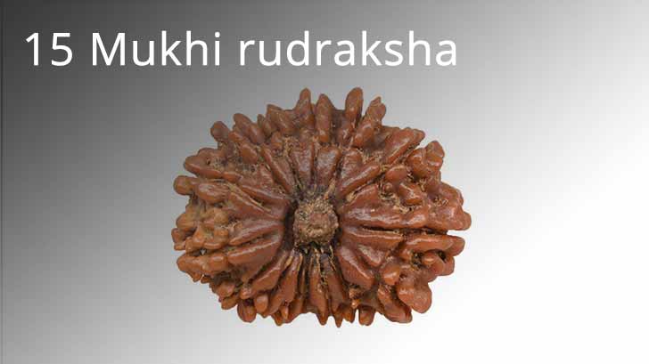 11 mukhi rudraksha benefits vedic astrology