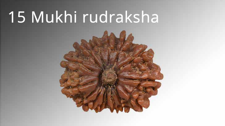 15 Mukhi rudraksha