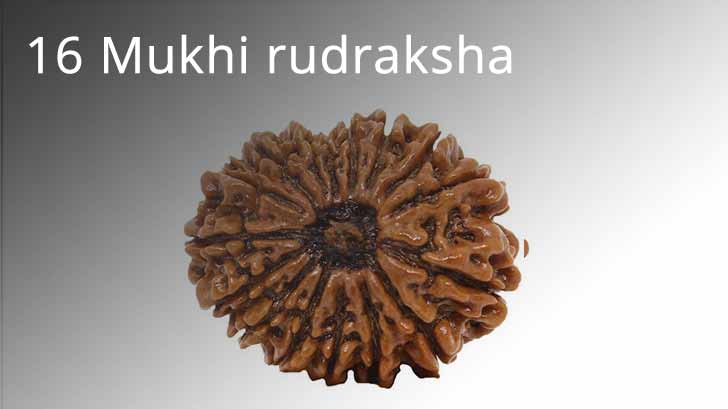 16 Mukhi rudraksha