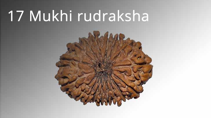 17 Mukhi rudraksha