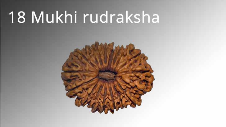 18 Mukhi rudraksha