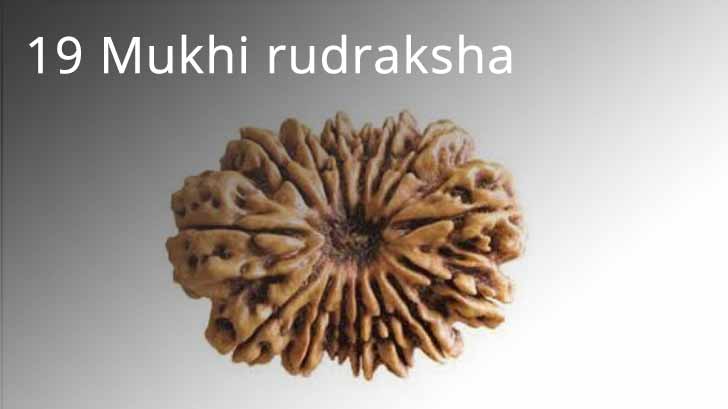 19 Mukhi rudraksha