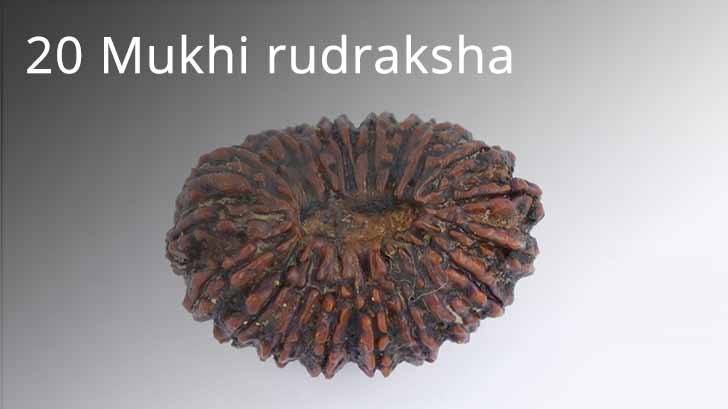 20 Mukhi rudraksha