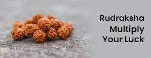   Rudraksha 