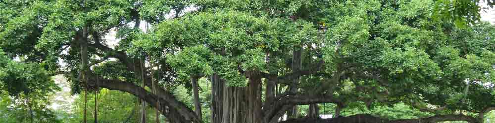 बरगद वृक्ष