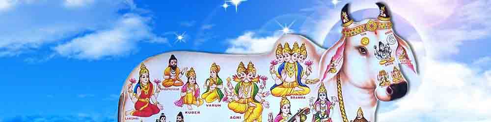 गाय माता