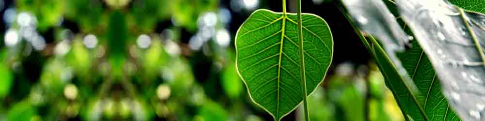 पीपल वृक्ष