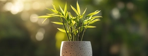 Lucky Bamboo Plant: घर या ऑफिस में लकी बैम्बू प्लांट कहां रखें? जानें दिशा, संख्या और फायदे