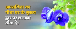 क्या अपराजिता का पौधा मुख्य द्वार पर लगाया जा सकता...
