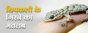 क्या आपके ऊपर गिरी है छिपकली? मिल सकते हैं चौंकाने...