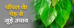 पीपल के पेड़ से जुड़े उपाय: शनि दोष, शत्रु बाधा और...