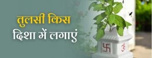 तुलसी का पौधा किस दिन और किस दिशा में लगाएं? जानिए सही नियम और वास्तु उपाय