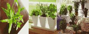 Vastu Tips 2023: घर में सुख-समृद्धि लाते हैं ये पौधे 