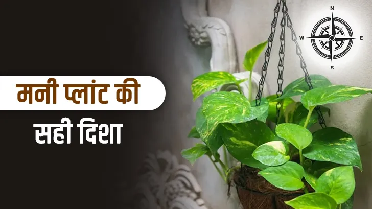 अगर गलत दिशा में रखा मनी प्लांट, आज ही बदलें इसकी जगह