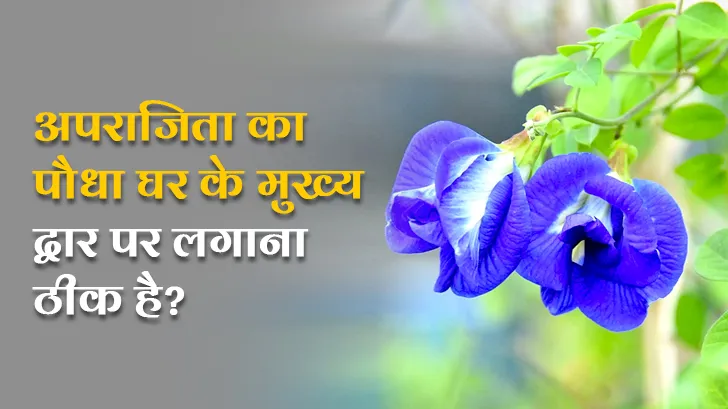 क्या अपराजिता का पौधा मुख्य द्वार पर लगाया जा सकता है?