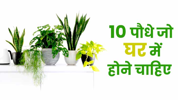 ये 10 पौधे आपके घर में ला सकते हैं खुशियों की बहार !