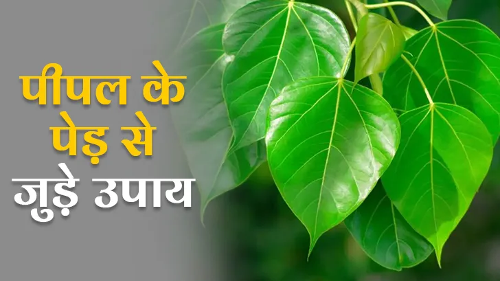पीपल के पेड़ से जुड़े उपाय: शनि दोष, शत्रु बाधा और आर्थिक संकट से मुक्ति