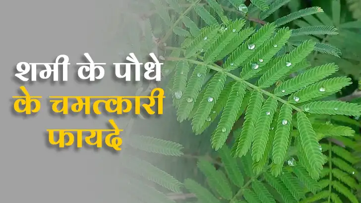 Shami Plant: अपने घर में कहां लगाएं शमी का पौधा? जानें इसके चमत्कारी फायदे।