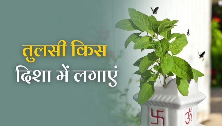 तुलसी का पौधा किस दिन और किस दिशा में लगाएं? जानिए सही नियम और वास्तु उपाय