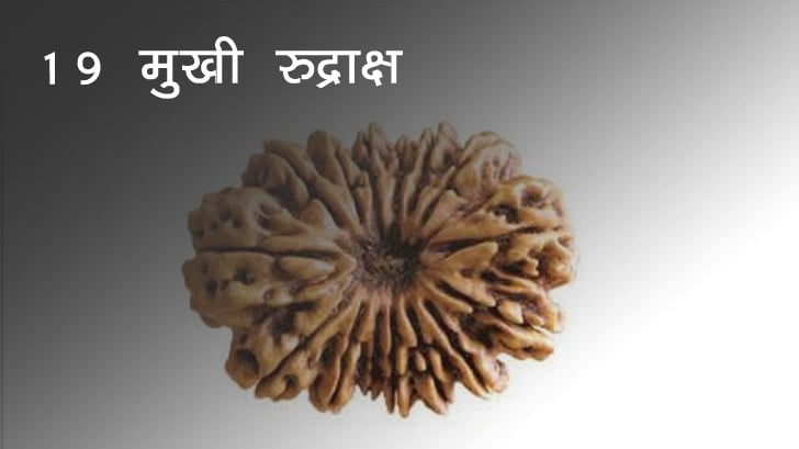 19 मुखी रुद्राक्ष