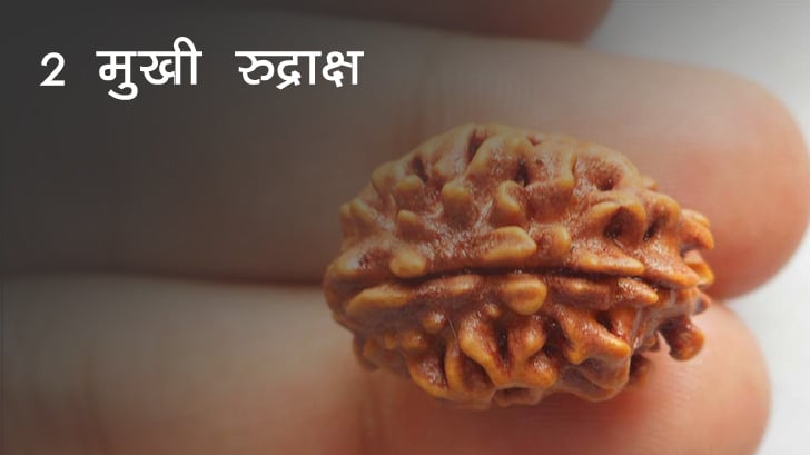 2 Mukhi Rudraksha - 2 मुखी रुद्राक्ष