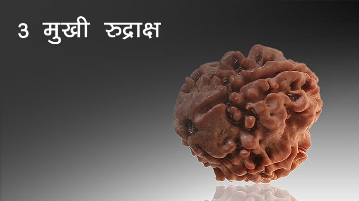 3 Mukhi Rudraksha - 3 मुखी रुद्राक्ष