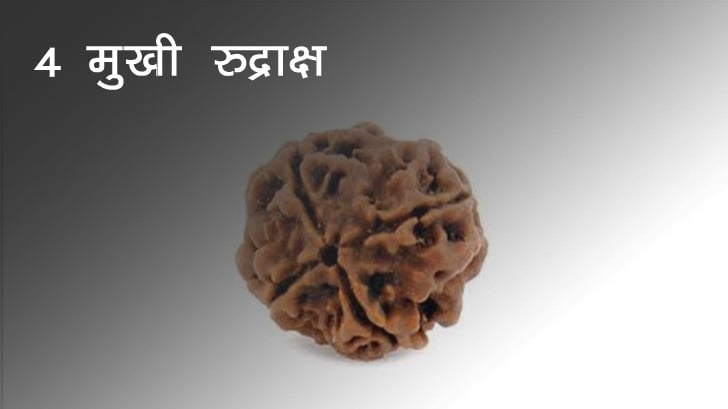 4 Mukhi Rudraksha - 4 मुखी रुद्राक्ष