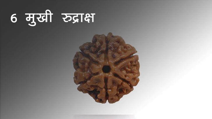 6 Mukhi Rudraksha - 6 मुखी रुद्राक्ष