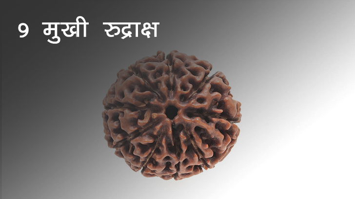 9 Mukhi Rudraksha - 9 मुखी रुद्राक्ष