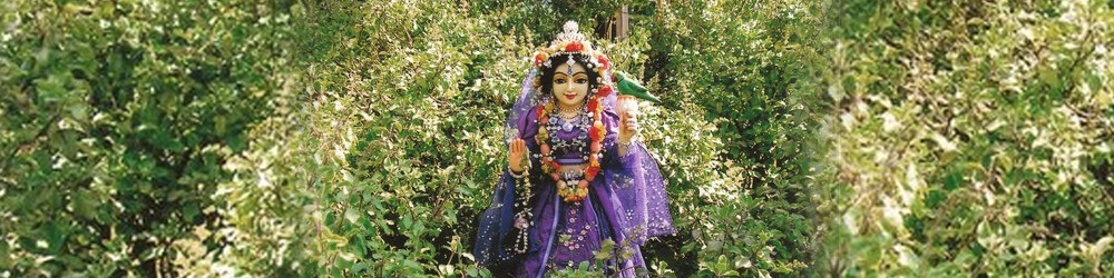 श्री तुलसी जी की आरती श्री तुलसी जी की आरती