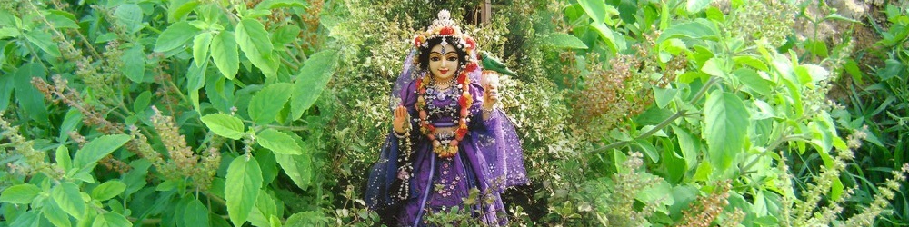 श्री तुलसी चालीसा