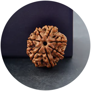 Rudraksha