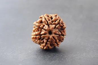 Online 7 Mukhi Rudraksha Single Bead