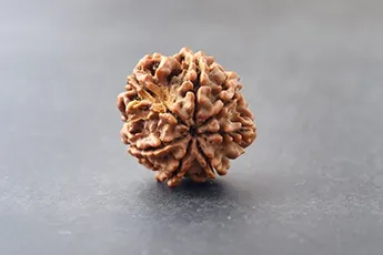 Certifed 7 Mukhi Rudraksha Single Bead