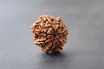 Original 7 Mukhi Rudraksha Single Bead