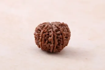 Online 8 Mukhi Rudraksha Single Bead Online 8 Mukhi Rudraksha Single Bead